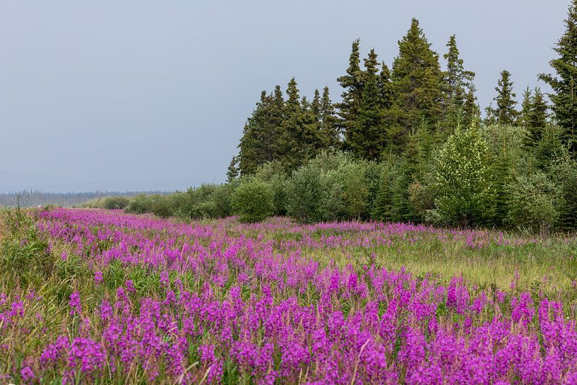 Weidenröschen am Alaska Highway von Roland Brack