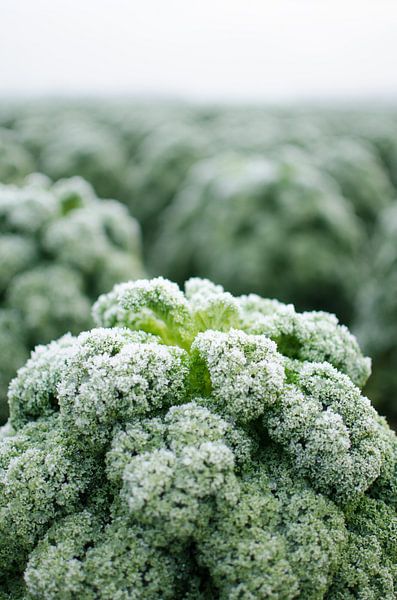 Farmer's cabbage with frost by Pim Haring