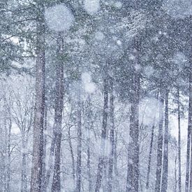 Neige sur Vince Pellegrom