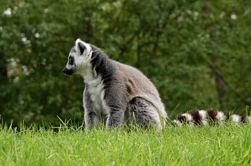 Curious ring-tailed lemur by Corine Dekker