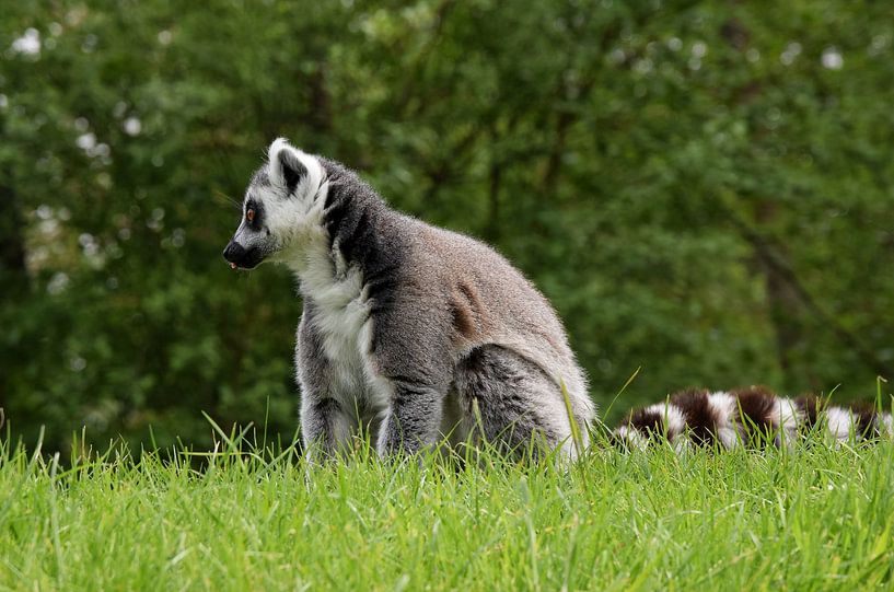 Neugieriger Ringelschwanzlemur von Corine Dekker