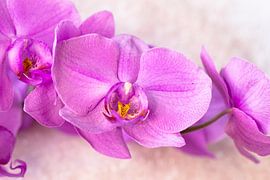 Orchidée sur Christina Neuhaus-Petrosino