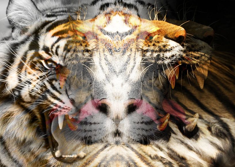 Teach me tiger by Andreas Schulte