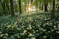 Daslook in het avondlicht