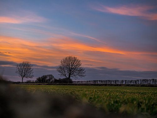Lonely trees by a burning sky