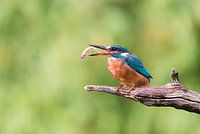 Kingfisher with fish