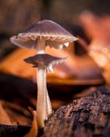 Paddenstoelen in de herfst