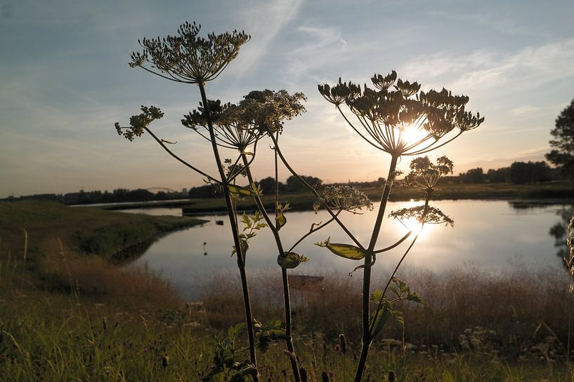 Ooypolder by Maarten Baltussen
