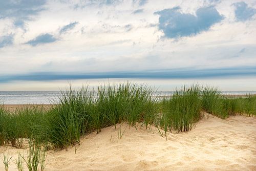 Uitzicht vanaf de duinen op het zandstrand van de Noordzeekust