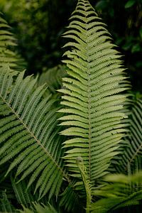 Plante