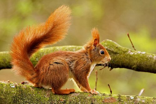 Red squirrel in a tree