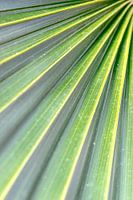 Motif abstrait d'une feuille de bananier