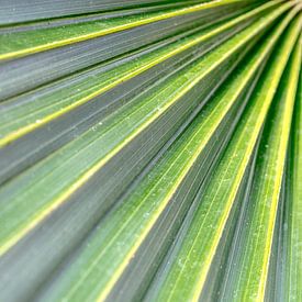 Abstract lijnenspel van een bananenblad van Nicky Depypere