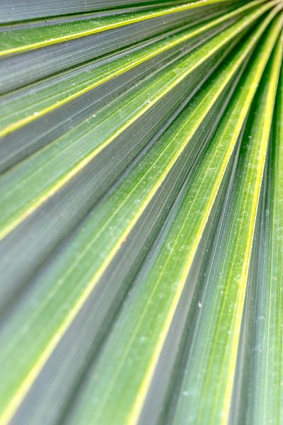 Motif abstrait d'une feuille de bananier par Nicky Depypere