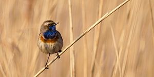 Blaukehlchen von René Vos