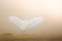 Dancing towards the light