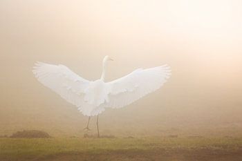 Dem Licht entgegen tanzen