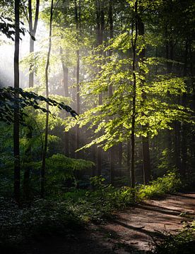 Licht im Wald von Bogdan Maxim