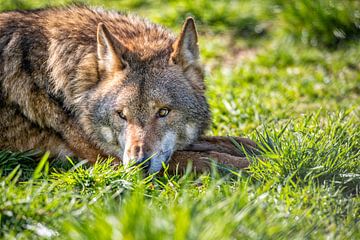 Wolf by Ron van der Stappen