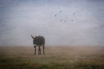 Waar de Wereld Vervaagd