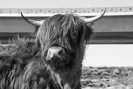 Ich sehe, was Sie nicht sehen von Tina Linssen