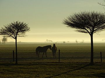 Twa hynders van Koos van Woudenberg