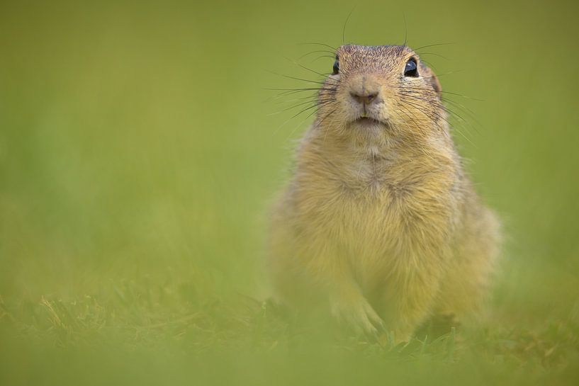I see you (II) van Kris Hermans