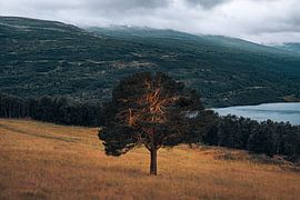 Goldene Widerstandskraft | Stürmischer Abend in Trollheimen, Norwegen von Dylan Winter Visuals