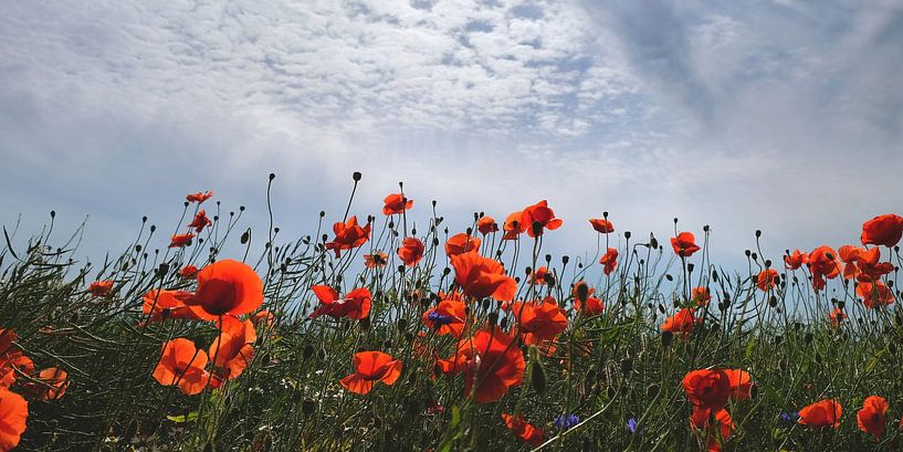 Poppy Panorama by Ostsee Bilder