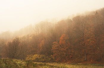 Autumn in the Solling