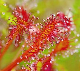 Roter Sonnentau (Sonnentau mit Tropfen) von Caroline Lichthart