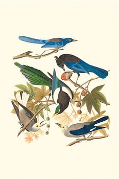 Vogels in diverse kleuren bekijken elkaar