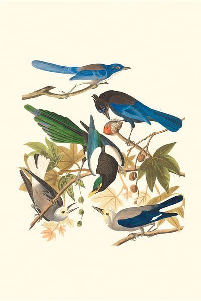 Birds in various colours watch each other by Evert Schiphuis