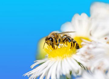 Bij op een Aster bloem van ManfredFotos