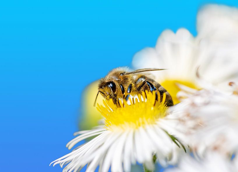 Abeille sur une fleur d'Aster par ManfredFotos