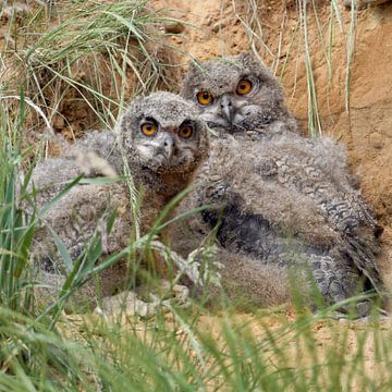Eurasian Eagle Owls ( Bubo bubo ), young chicks, hiding over day sur wunderbare Erde