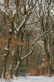 Tree Lane sur Moetwil en van Dijk - Fotografie