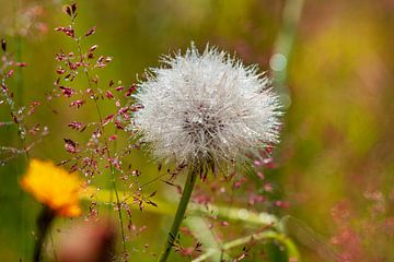 Pusteblume