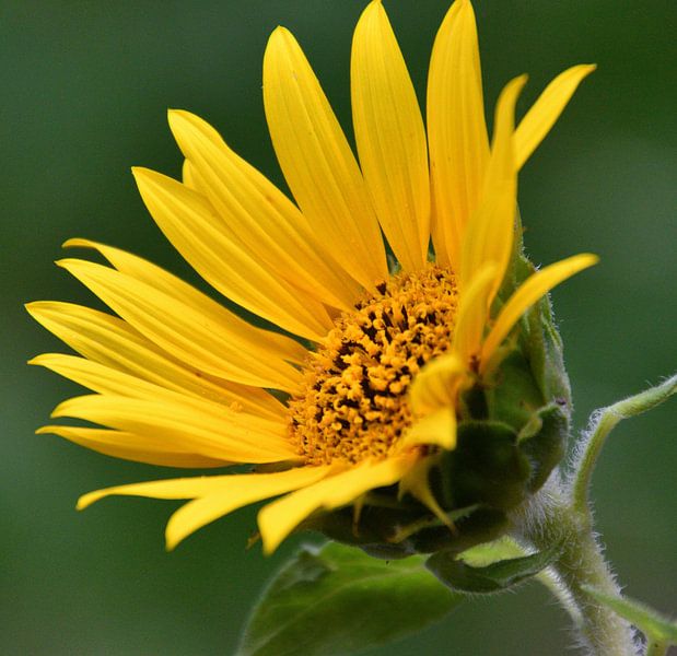 Du musst noch wachsen, Sonnenblume von Jolanda de Jong-Jansen