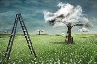 Dream Trees