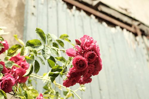 Romantische rozen op pastel groene deur | Zutphen, Nederland | Natuurfotografie