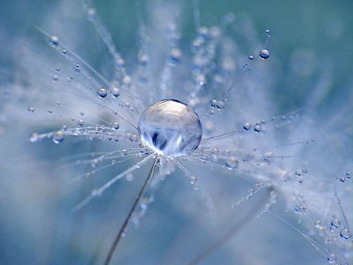 Löwenzahn-Flöckchen (Farbe Blau) 2 von Caroline Lichthart