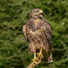 Buizerd van Van Karin Fotografie