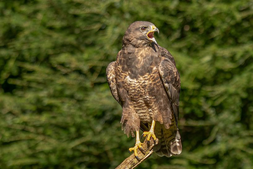 Buzzard by Van Karin Fotografie