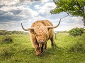 Scottish highlander by Andre Bolhoeve thumbnail