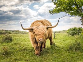 Scottish highlander