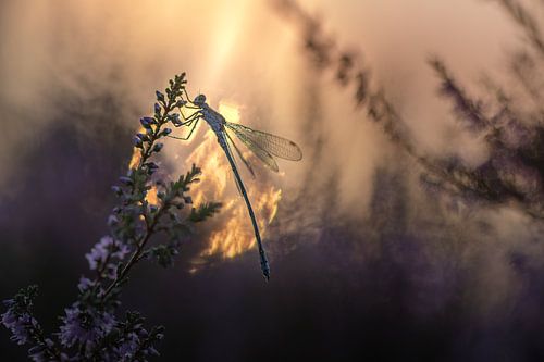 Damsel in the morning sun