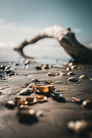 Driftwood with shells by Edwina J.