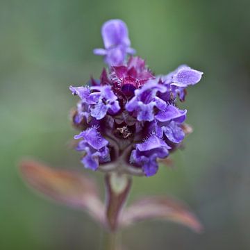 Prunella vulgaris