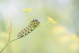 Raupe des Königspapageis in sanften Grün- und Gelbtönen von Yvon van der Laan